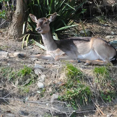 Segni E Impronta 3* 菲纳莱利古雷