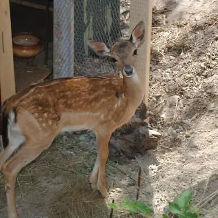 Segni E Impronta 住宿加早餐酒店 3*