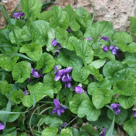 Segni E Impronta