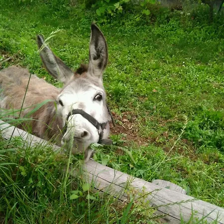 Segni E Impronta פינאלה ליגורה