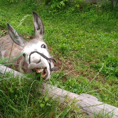 Bed & Breakfast Segni E Impronta