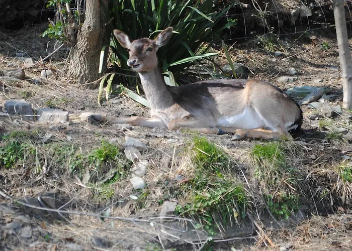 Segni E Impronta 3* Finale Ligure