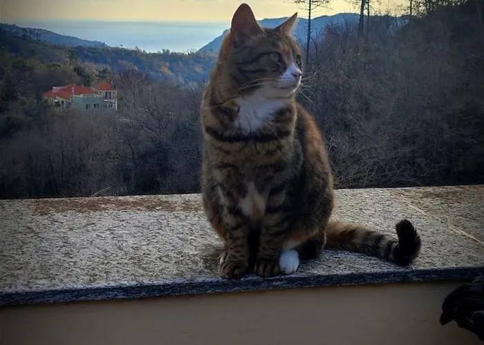 Bed & Breakfast Segni E Impronta 3*